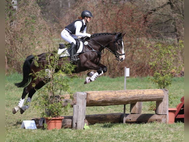Kleines Deutsches Reitpferd Stute 10 Jahre 162 cm Dunkelbrauner in Calau (OT Kemmen)