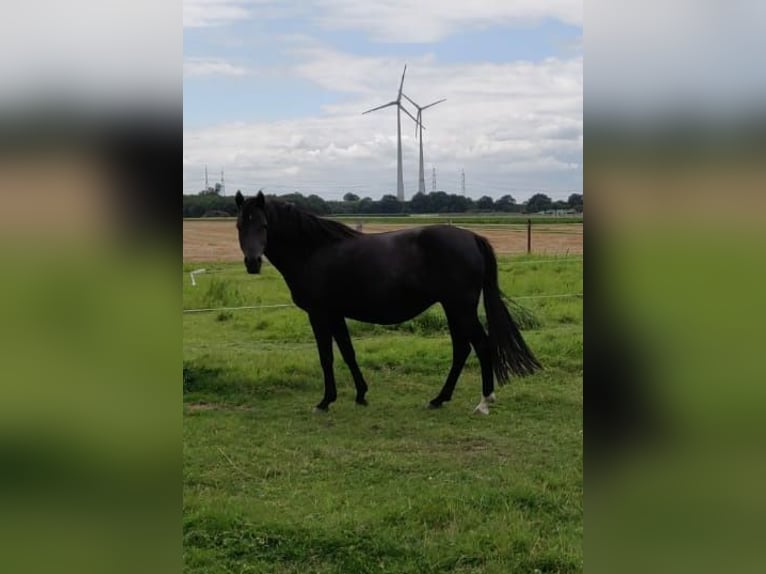 Kleines Deutsches Reitpferd Stute 12 Jahre 149 cm Rappe in Hattingen