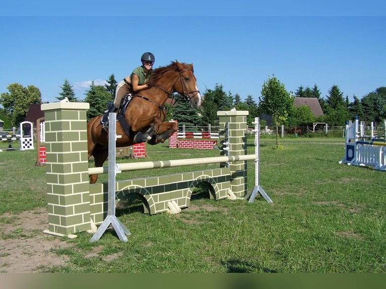 Kleines Deutsches Reitpferd Stute 12 Jahre in Reichenwalde