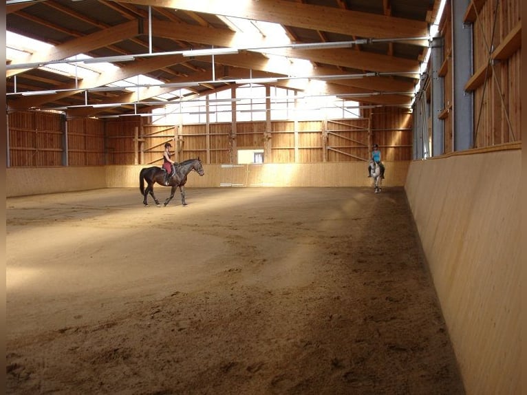 Kleines Deutsches Reitpferd Stute 12 Jahre in Reichenwalde