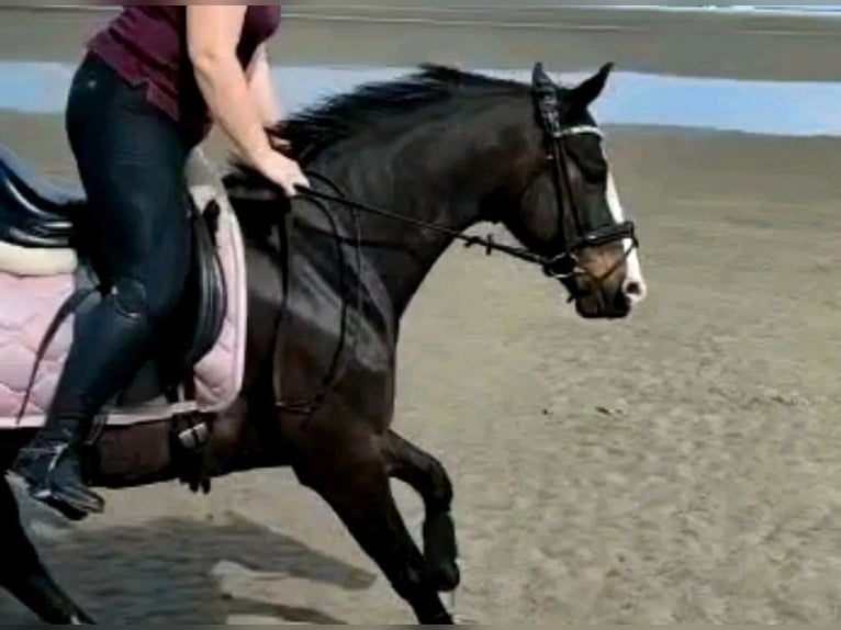 Kleines Deutsches Reitpferd Stute 13 Jahre 154 cm Dunkelbrauner in Schleswig