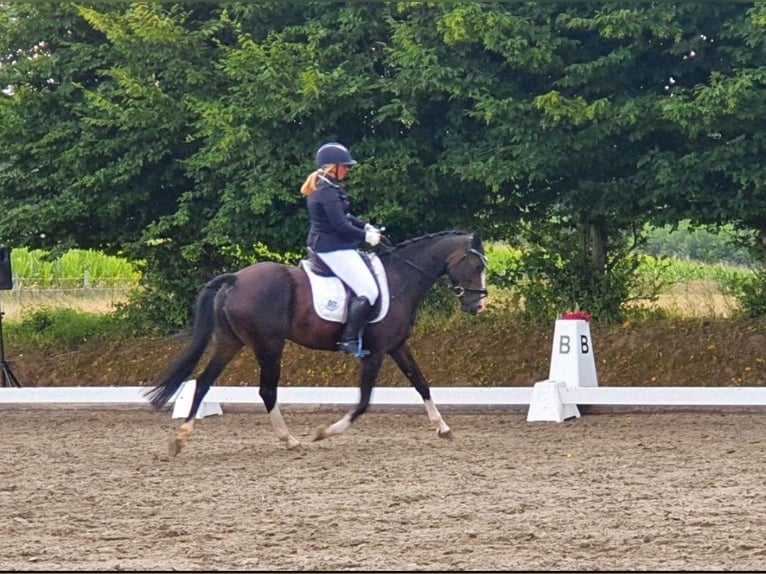 Kleines Deutsches Reitpferd Stute 13 Jahre 154 cm Dunkelbrauner in Schleswig