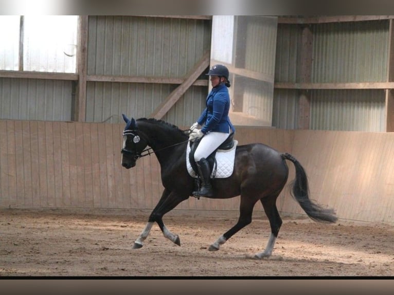 Kleines Deutsches Reitpferd Stute 13 Jahre 154 cm Dunkelbrauner in Schleswig