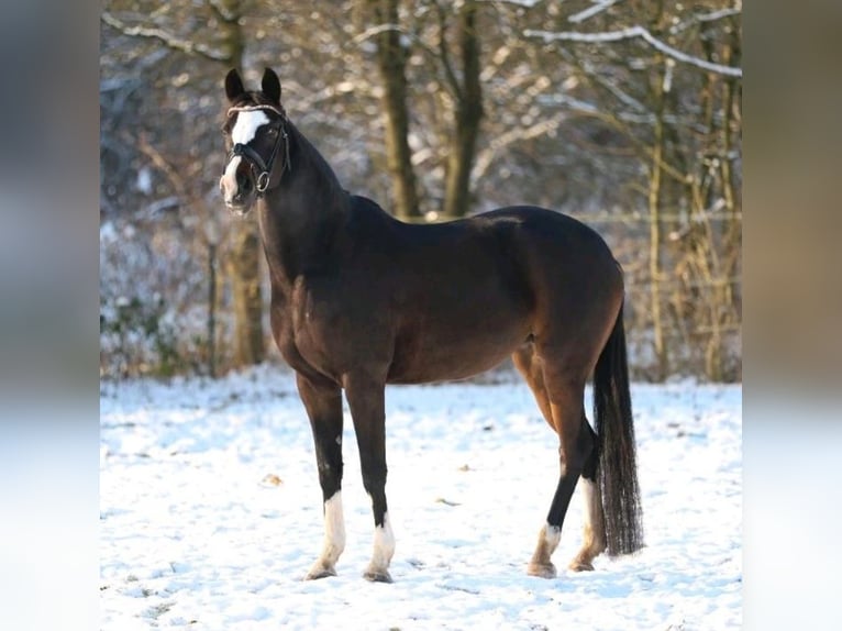 Kleines Deutsches Reitpferd Stute 13 Jahre 154 cm Dunkelbrauner in Schleswig