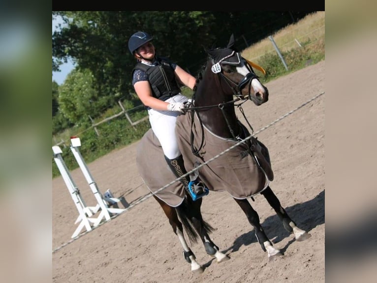 Kleines Deutsches Reitpferd Stute 13 Jahre 154 cm Dunkelbrauner in Schleswig