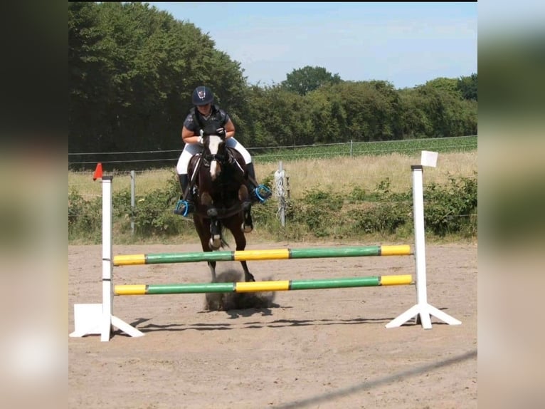 Kleines Deutsches Reitpferd Stute 13 Jahre 154 cm Dunkelbrauner in Schleswig