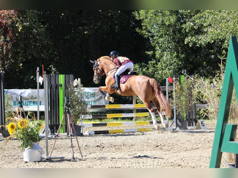 Kleines Deutsches Reitpferd Stute 14 Jahre 158 cm Fuchs in Aulendorf