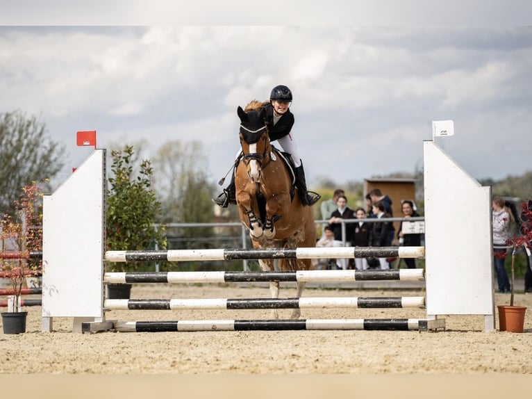 Kleines Deutsches Reitpferd Stute 14 Jahre 158 cm Fuchs in Ebenweiler