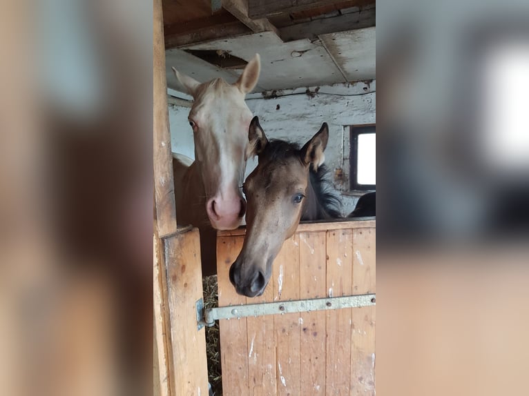 Kleines Deutsches Reitpferd Stute 1 Jahr 136 cm Buckskin in Wanzleben