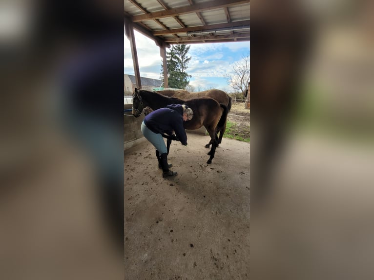 Kleines Deutsches Reitpferd Stute 1 Jahr 136 cm Buckskin in Wanzleben