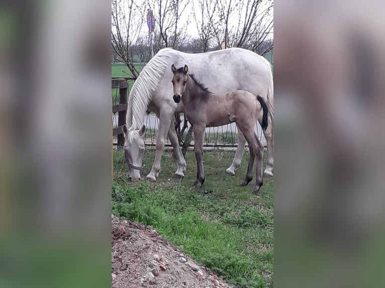 Kleines Deutsches Reitpferd Stute 1 Jahr 136 cm Buckskin in Wanzleben