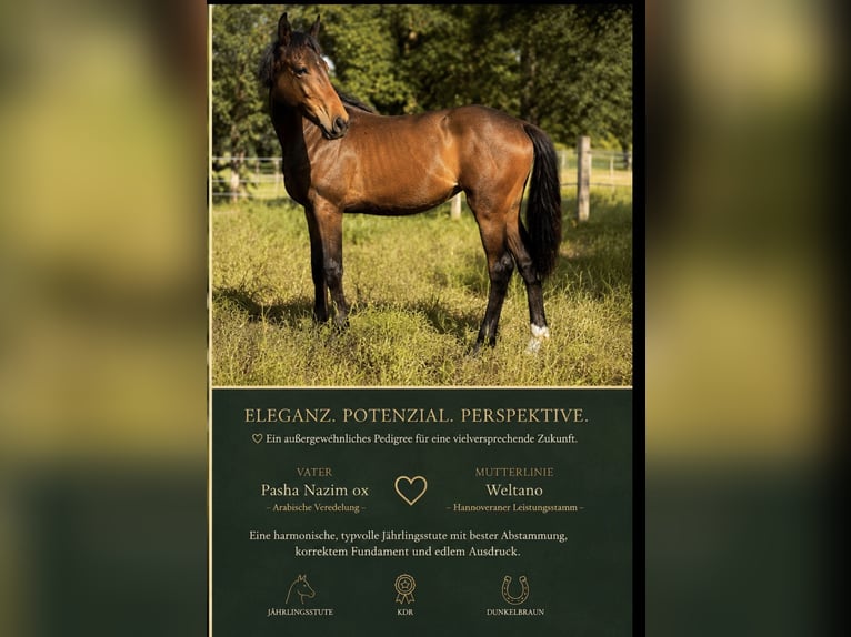 Kleines Deutsches Reitpferd Mix Stute 1 Jahr Brauner in Eicklingen