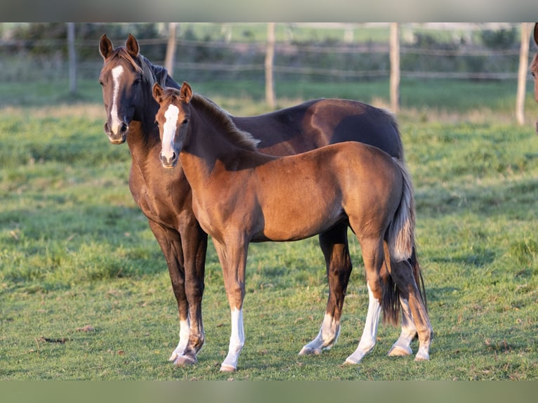 Kleines Deutsches Reitpferd Stute 1 Jahr Fuchs in Groß Kreutz