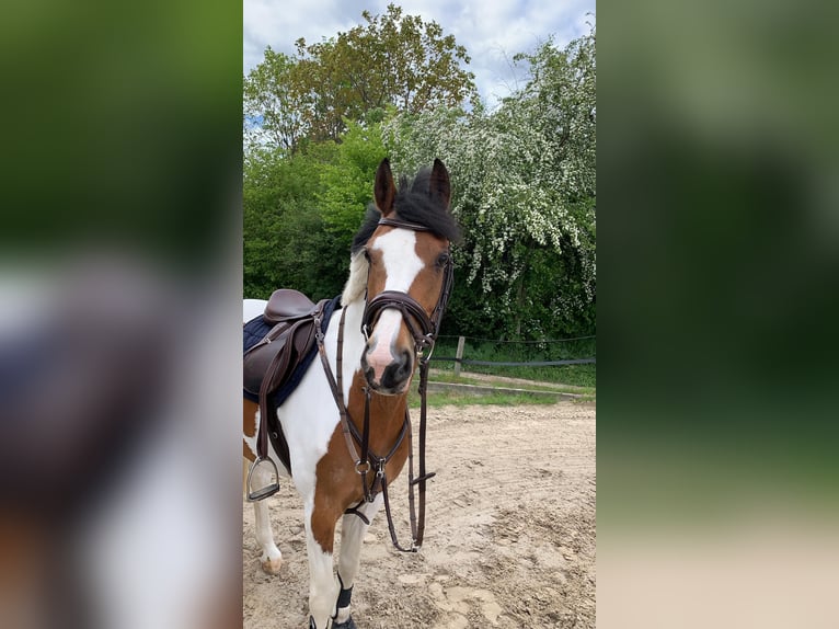 Kleines Deutsches Reitpferd Stute 20 Jahre 155 cm Schecke in Hannover Kleines Deutsches Reitpferd Stute 20 Jahre 155 cm Schecke in Hannover