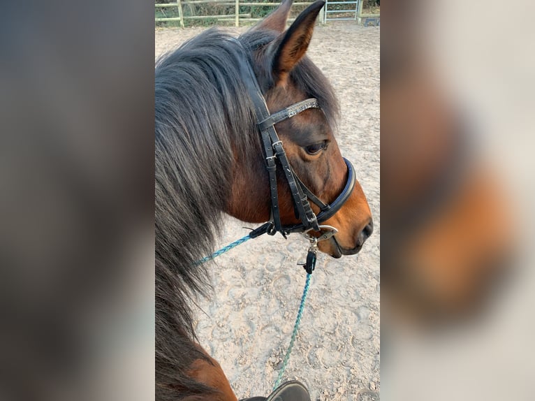 Kleines Deutsches Reitpferd Stute 25 Jahre 153 cm Brauner in Mörlenbach