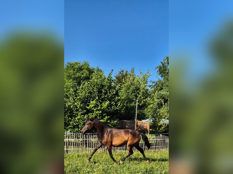 Kleines Deutsches Reitpferd Stute 2 Jahre 150 cm Brauner in Gerstetten
