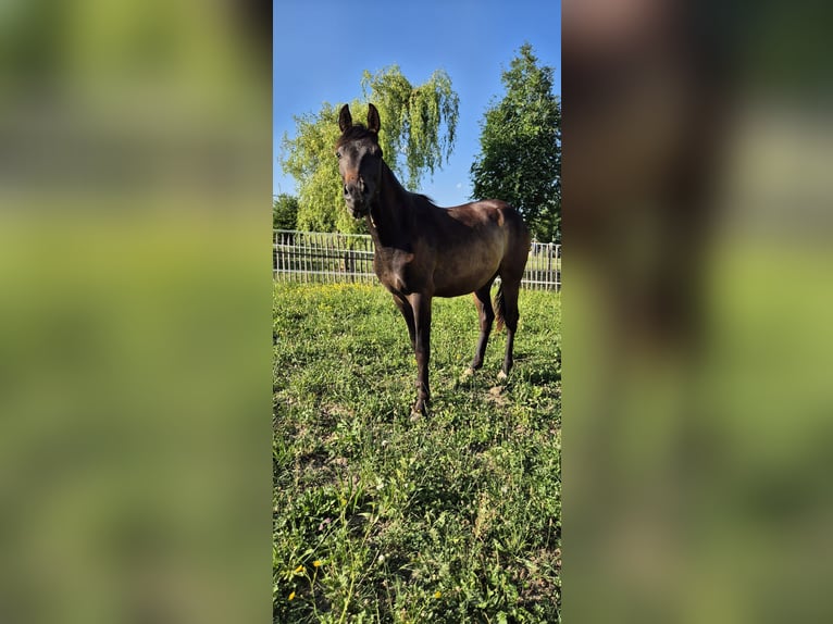 Kleines Deutsches Reitpferd Stute 2 Jahre 150 cm Brauner in Gerstetten