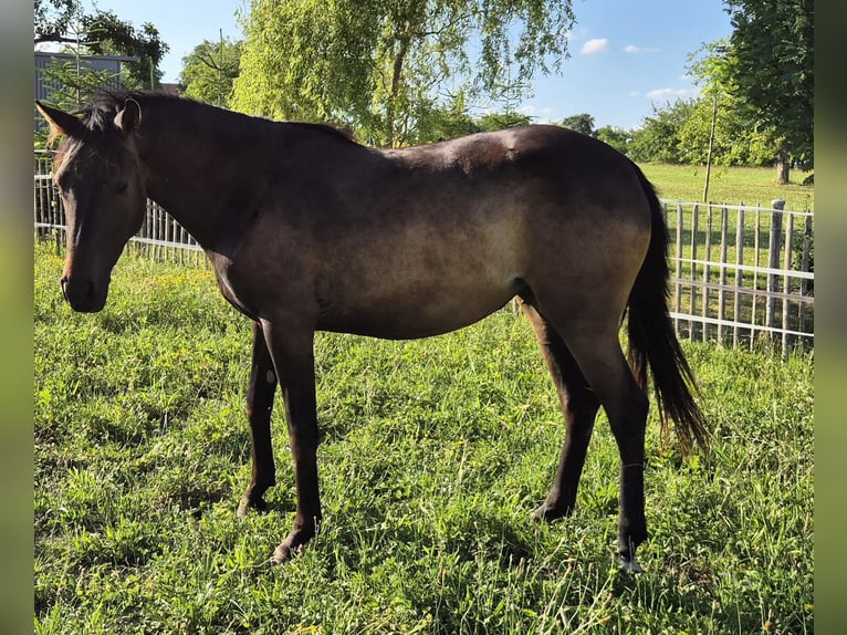 Kleines Deutsches Reitpferd Stute 2 Jahre 150 cm Brauner in Gerstetten