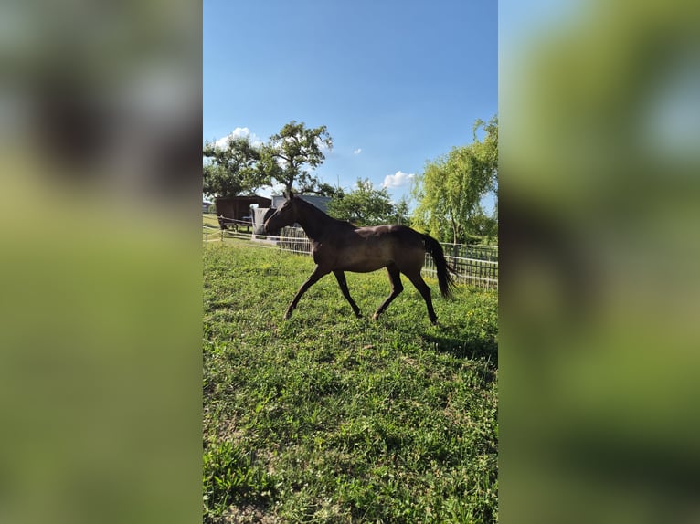 Kleines Deutsches Reitpferd Stute 2 Jahre 150 cm Brauner in Gerstetten