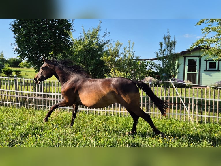 Kleines Deutsches Reitpferd Stute 2 Jahre 150 cm Brauner in Gerstetten