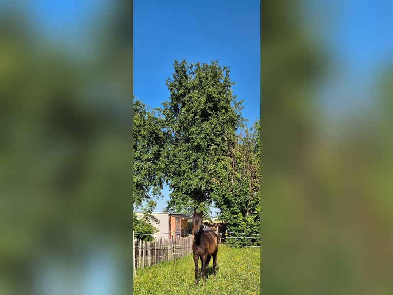 Kleines Deutsches Reitpferd Stute 2 Jahre 150 cm Brauner in Gerstetten
