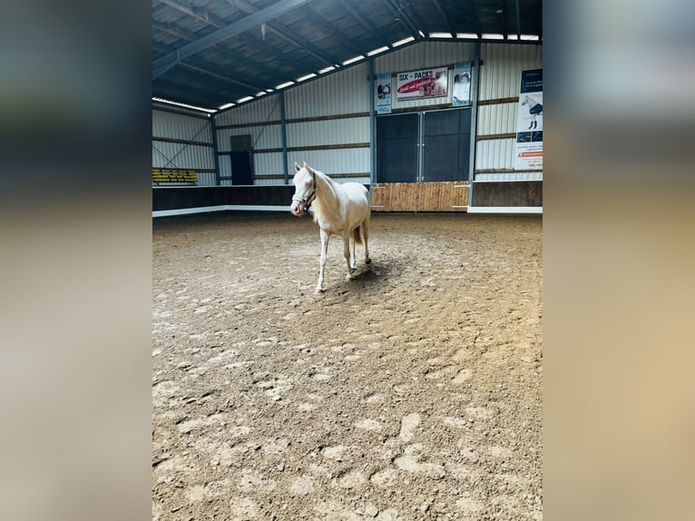 Kleines Deutsches Reitpferd Mix Stute 2 Jahre 150 cm Cremello in Lähden