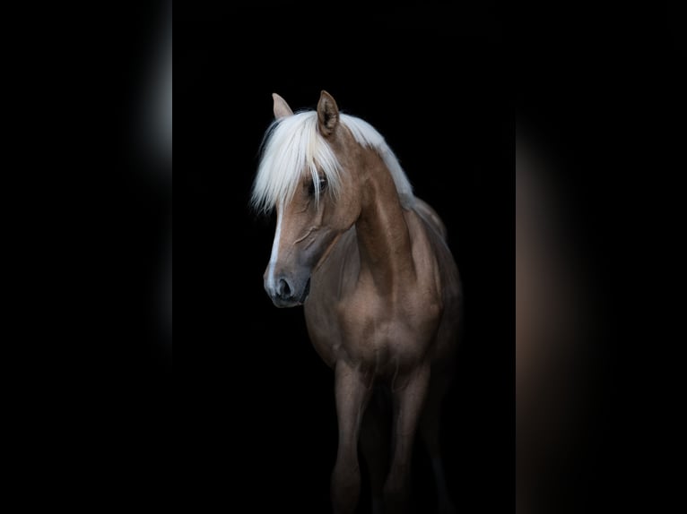 Kleines Deutsches Reitpferd Stute 2 Jahre 155 cm Palomino in Wischathal bei G&#xF6;llersdorf