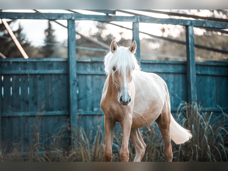 Kleines Deutsches Reitpferd Stute 2 Jahre 155 cm Palomino in Wischathal bei G&#xF6;llersdorf
