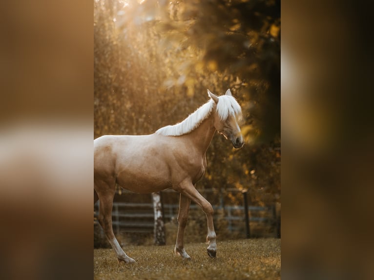 Kleines Deutsches Reitpferd Stute 2 Jahre 155 cm Palomino in Wischathal bei G&#xF6;llersdorf