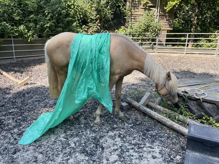 Kleines Deutsches Reitpferd Stute 2 Jahre 155 cm Palomino in Wischathal bei G&#xF6;llersdorf