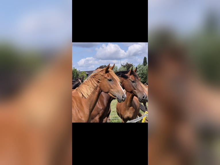 Kleines Deutsches Reitpferd Stute 2 Jahre 158 cm Fuchs in Flöthe