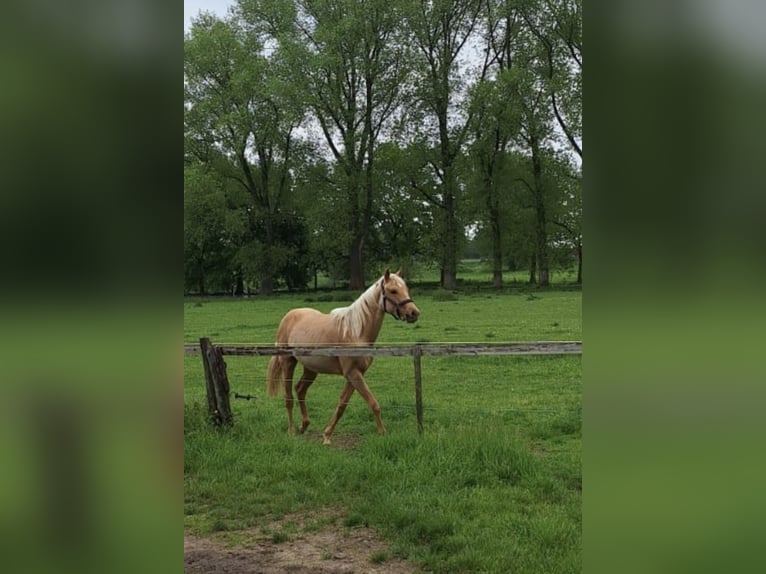 Kleines Deutsches Reitpferd Stute 2 Jahre Palomino in Goch