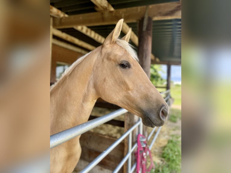 Kleines Deutsches Reitpferd Stute 2 Jahre Palomino in Goch