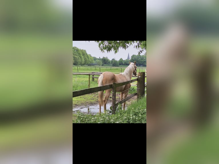 Kleines Deutsches Reitpferd Stute 2 Jahre Palomino in Goch