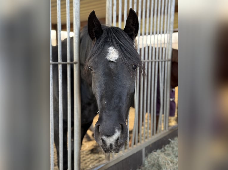 Kleines Deutsches Reitpferd Mix Stute 3 Jahre 155 cm Rappe in Handorf