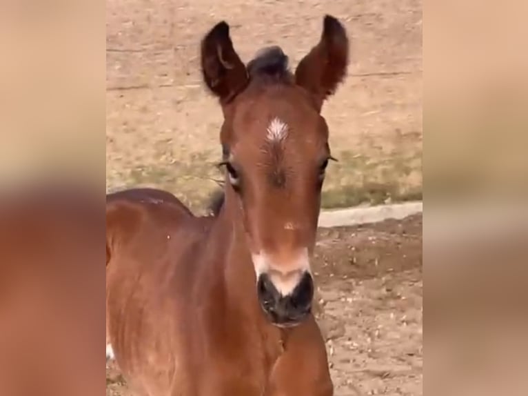 Kleines Deutsches Reitpferd Stute 3 Jahre 156 cm Brauner in Horhausen
