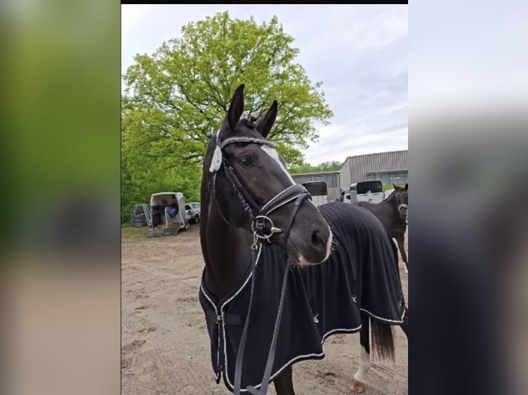 Kleines Deutsches Reitpferd Stute 3 Jahre 157 cm Rappe in Obertrebra
