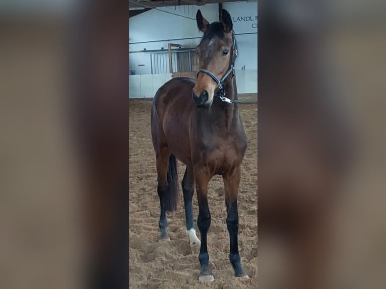 Kleines Deutsches Reitpferd Stute 3 Jahre 158 cm Brauner in Horhausen