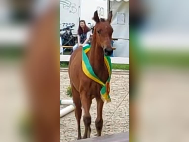 Kleines Deutsches Reitpferd Stute 3 Jahre 158 cm Brauner in Horhausen