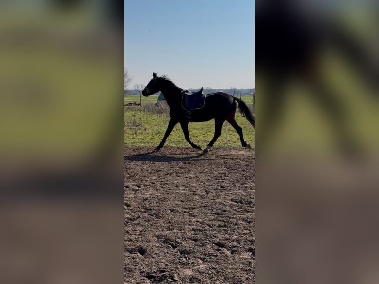 Kleines Deutsches Reitpferd Stute 3 Jahre 162 cm Dunkelbrauner in Scharnebeck