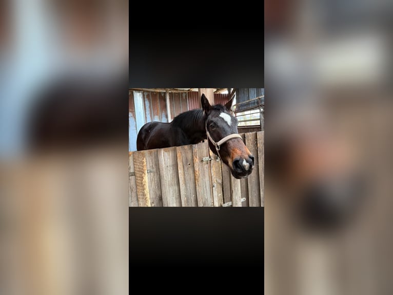 Kleines Deutsches Reitpferd Stute 3 Jahre 162 cm Dunkelbrauner in Scharnebeck