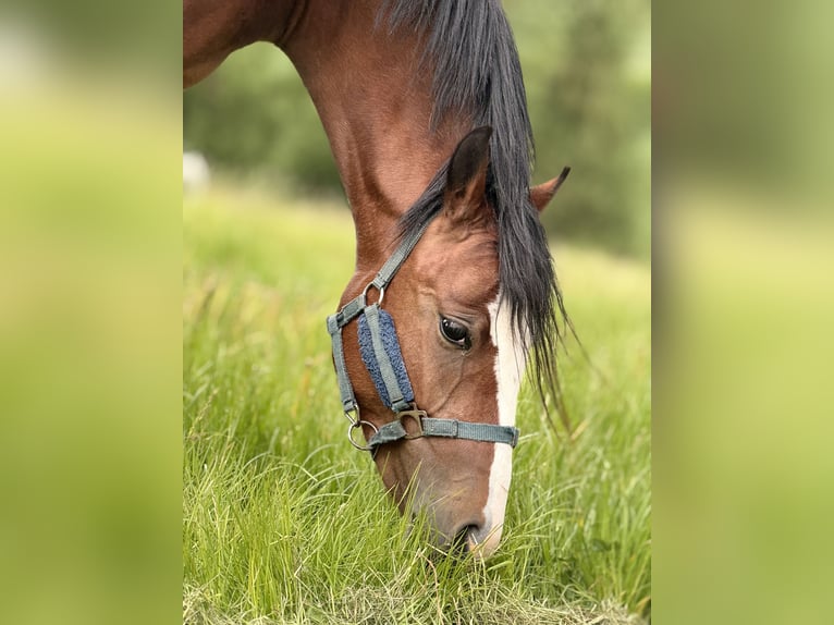 Kleines Deutsches Reitpferd Stute 4 Jahre 133 cm Brauner in Katlenburg Lindau