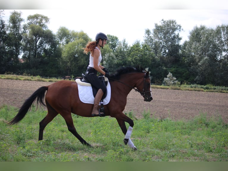 Kleines Deutsches Reitpferd Stute 4 Jahre 150 cm Brauner in Potsdam