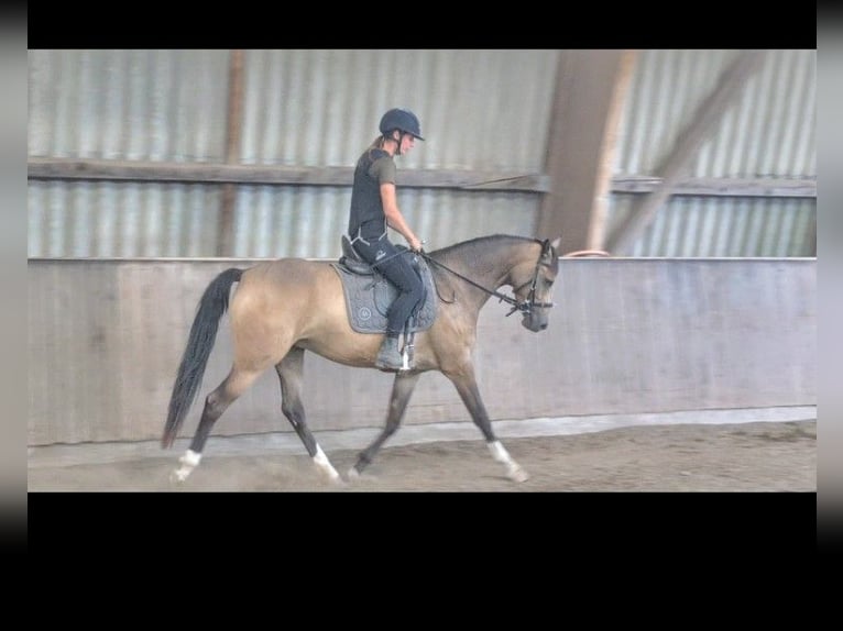Kleines Deutsches Reitpferd Stute 4 Jahre 154 cm Buckskin in Kaub