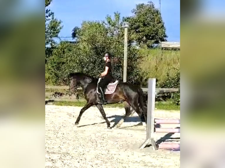 Kleines Deutsches Reitpferd Stute 4 Jahre 155 cm Dunkelbrauner in Gera