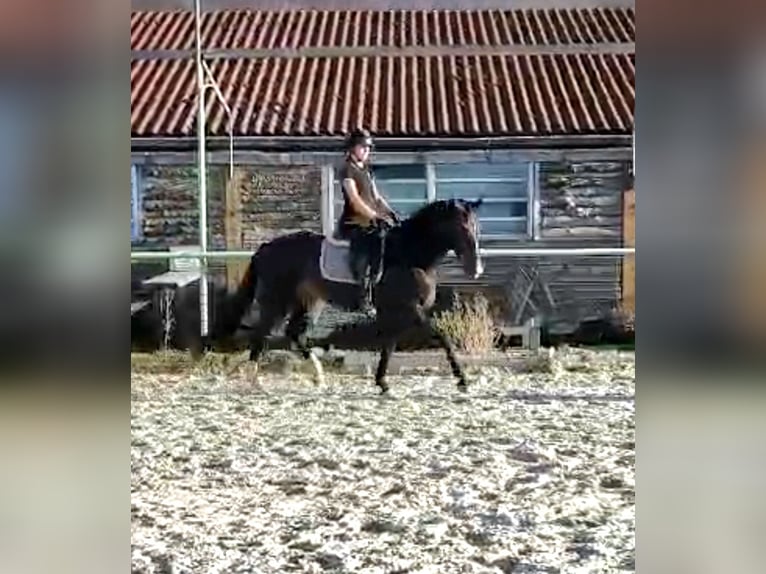 Kleines Deutsches Reitpferd Stute 4 Jahre 155 cm Dunkelbrauner in Gera