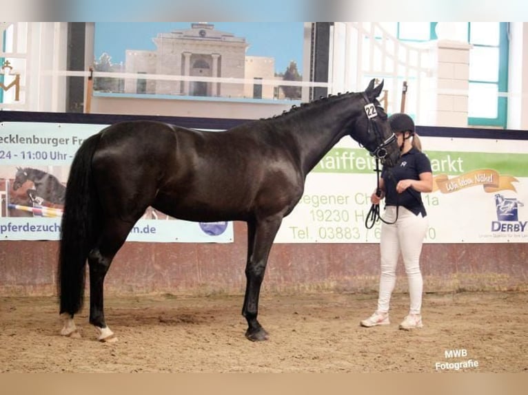 Kleines Deutsches Reitpferd Stute 4 Jahre 160 cm Rappe in Ludwigslust