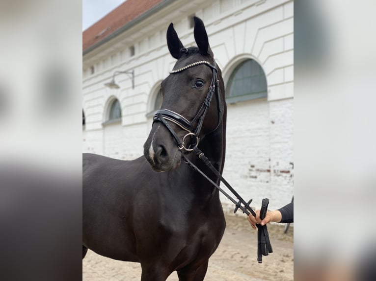 Kleines Deutsches Reitpferd Stute 4 Jahre 160 cm Rappe in Ludwigslust