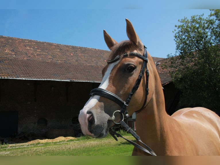 Kleines Deutsches Reitpferd Stute 5 Jahre 157 cm Fuchs in &#xDC;bach-Palenberg