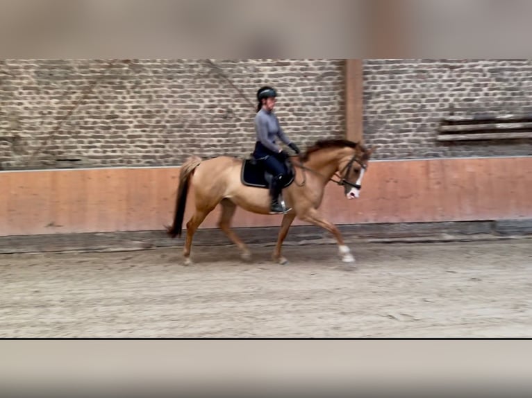 Kleines Deutsches Reitpferd Stute 5 Jahre 157 cm Fuchs in &#xDC;bach-Palenberg